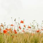 Coquelicots