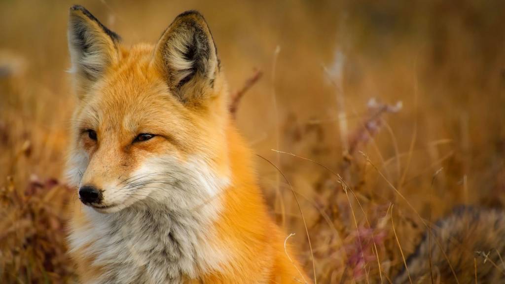 Renard