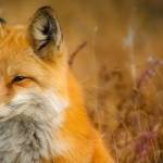 Renard