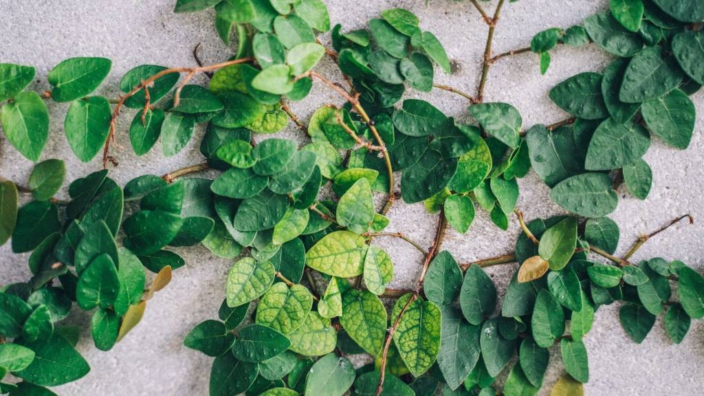 Plante grimpante sur du ciment