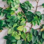 Plante grimpante sur du ciment