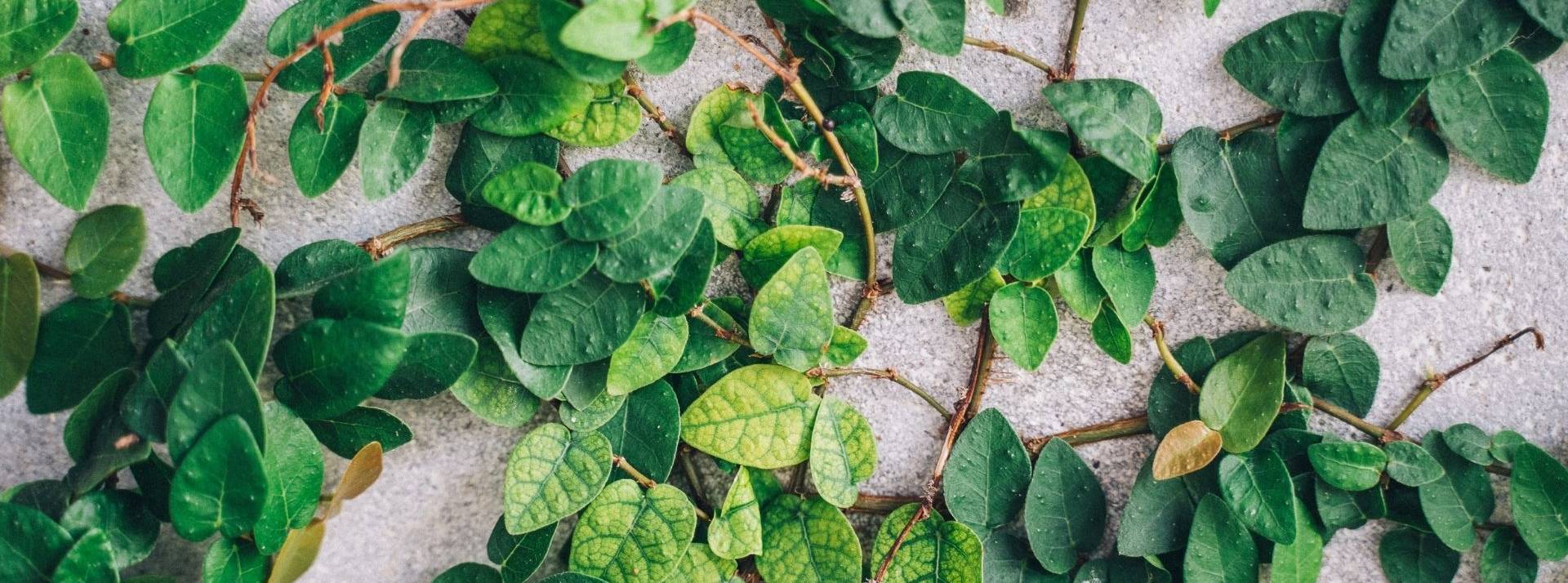 Vicat et Hynamics (EDF) dévoilent le projet Hynovi, pour la décarbonation du secteur cimentier et la production de méthanol décarboné Plante grimpante sur du ciment