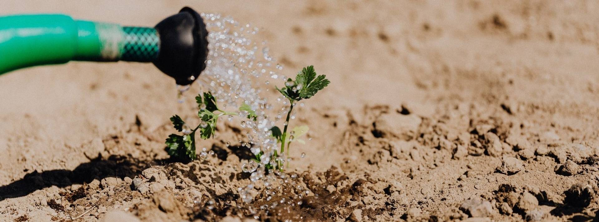 Le 5 Septembre 2021, Diane Lami et Théo Boyé ont pris le départ de leur tour du monde des solutions d’avenir Arrosage d'une plante