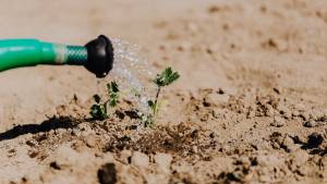 Arrosage d'une plante