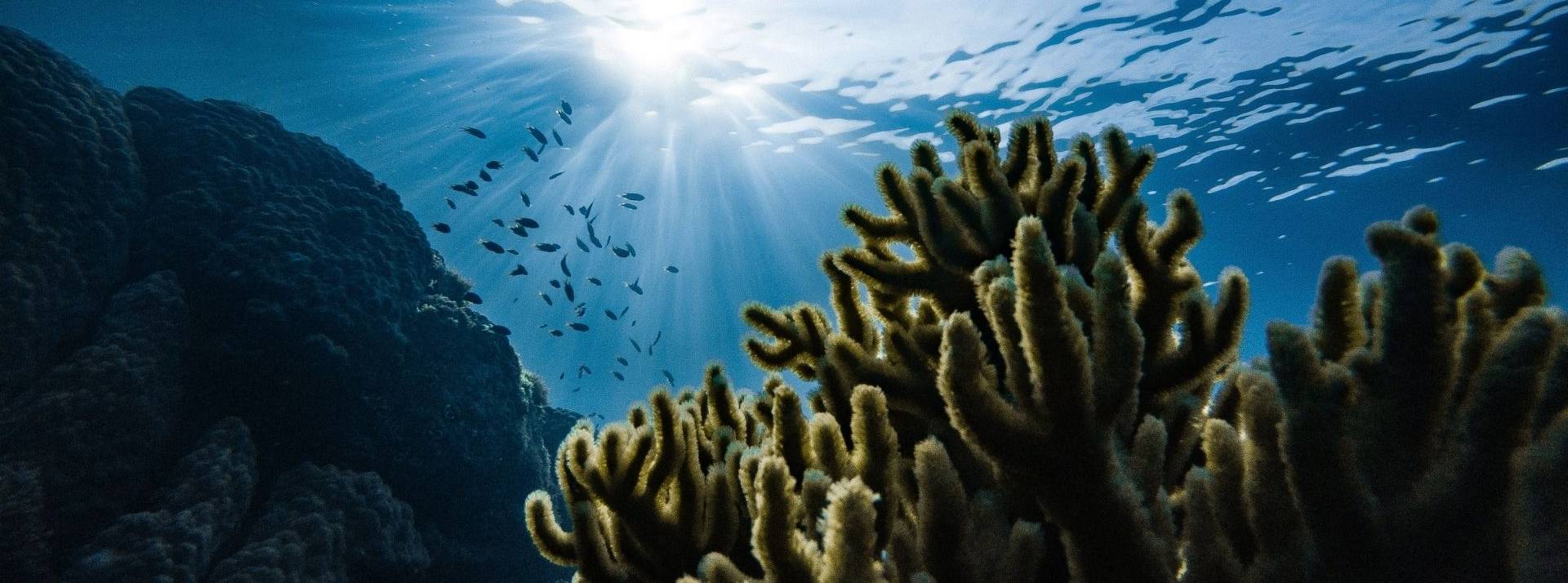 Le LH Forum devient le LH2O et sera cette année le rendez-vous des territoires positifs en lien avec l’économie maritime et ses enjeux multiples et transverses. Fonds marins