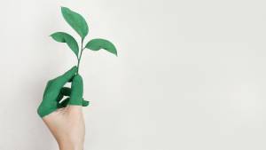 Main, plante verte