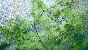 Feuilles