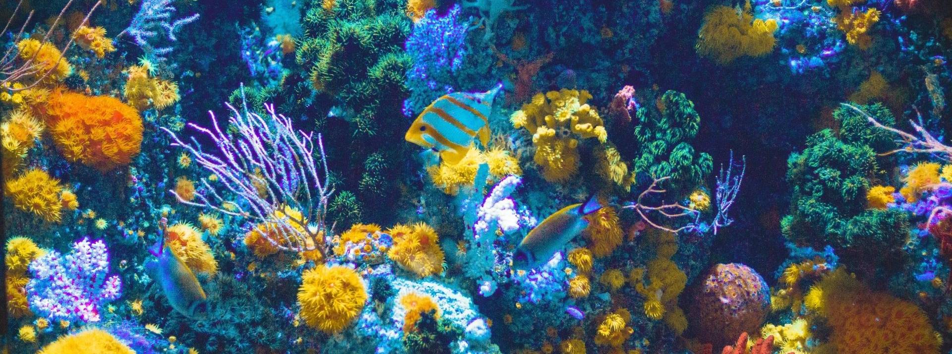 North Sails lance une campagne mondiale en faveur de l'adoption de coraux avec le collectif coral gardeners pour sauver les océans coraux, poissons, océan