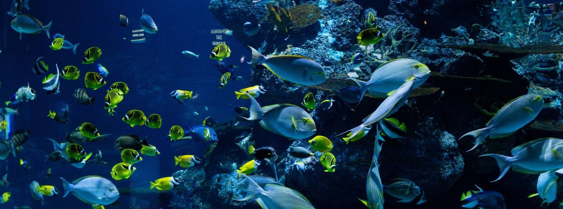 OuiLive organise la 1ère compétition connectée pour engager les collaborateurs dans la protection des océans. Poissons - Corail