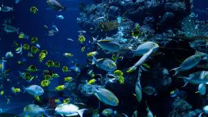 Poissons - Corail