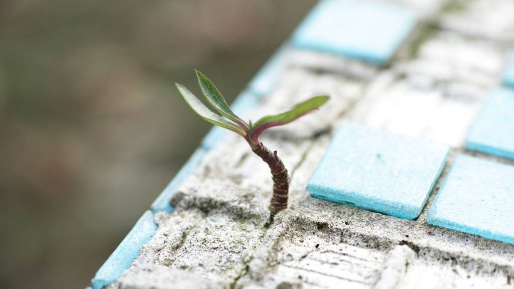 Plante verte