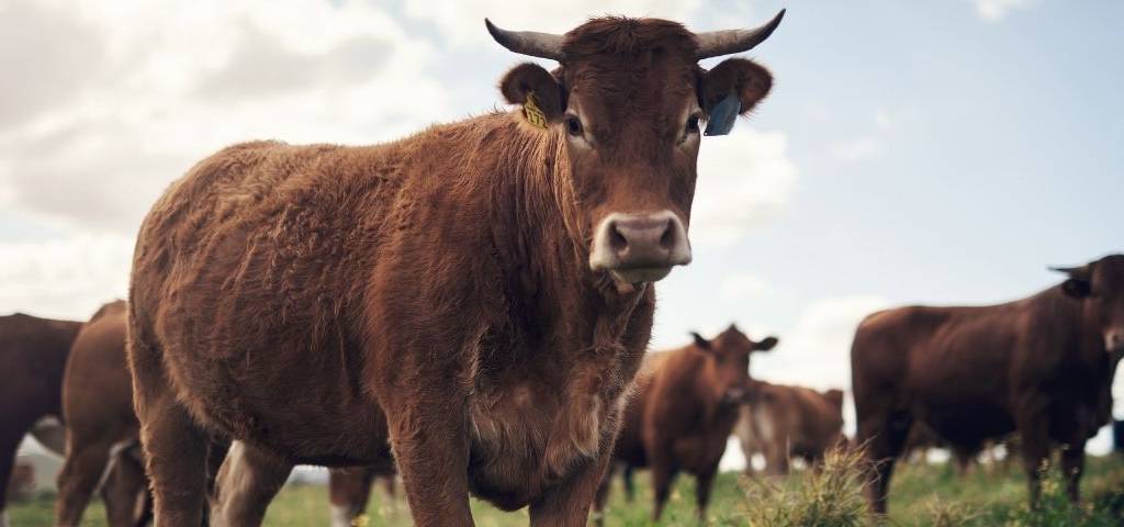 Troupeau de vaches marrons dans un champ.