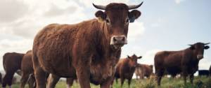 Troupeau de vaches marrons dans un champ.