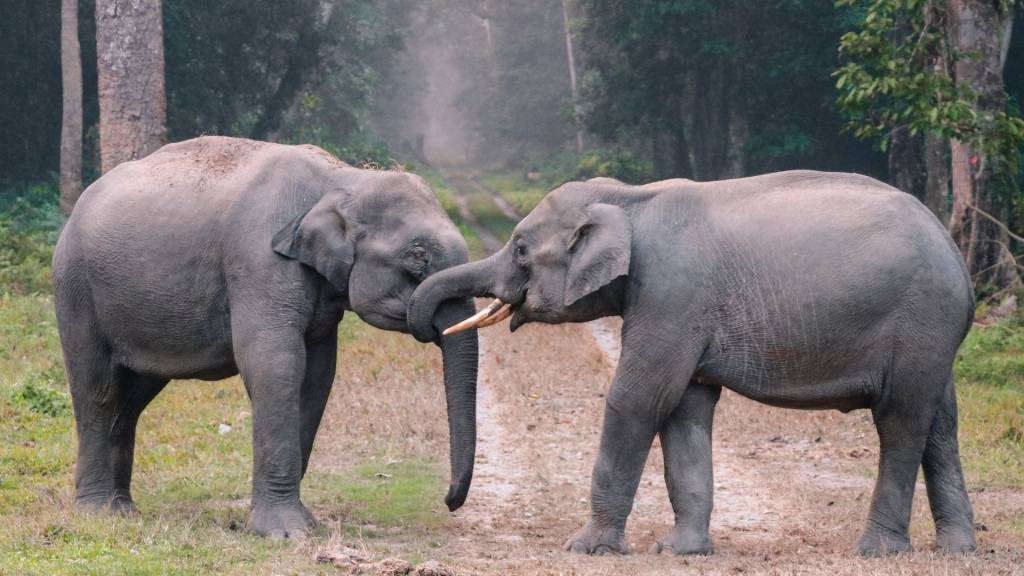 Deux élephants