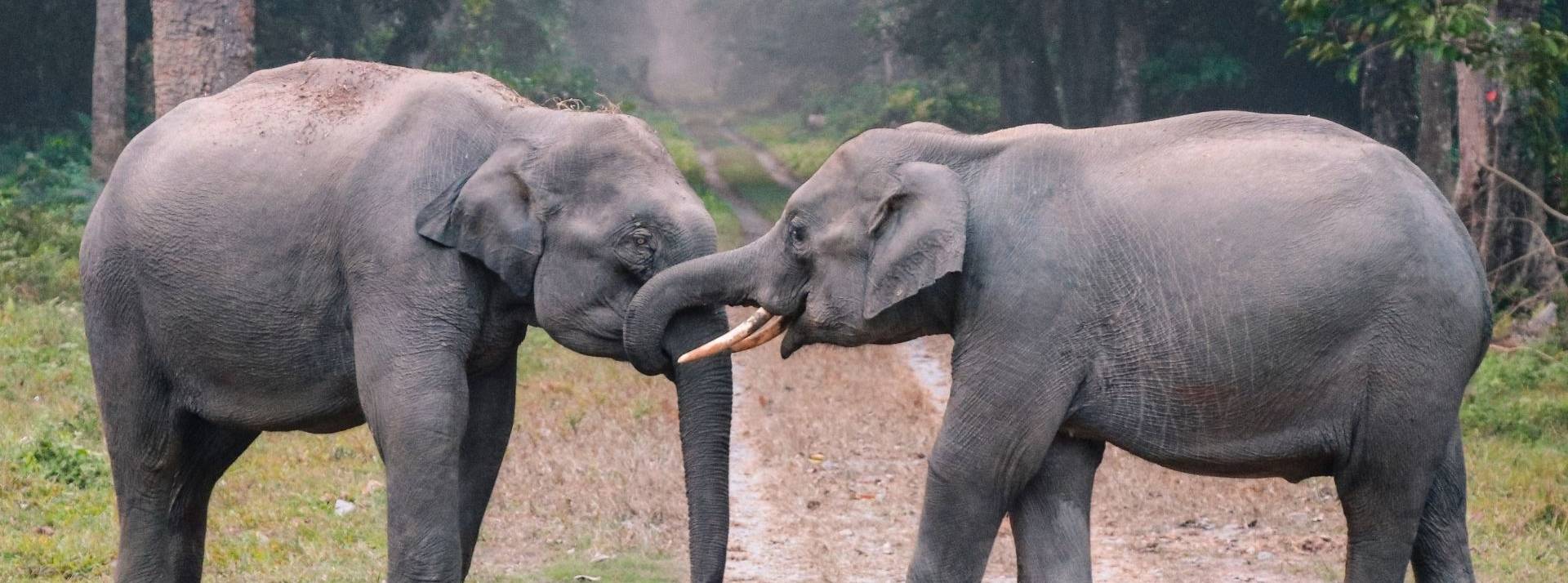 Face à la perte alarmante de biodiversité, le WWF France désigne 10 urgences à prendre en compte en priorité Deux élephants