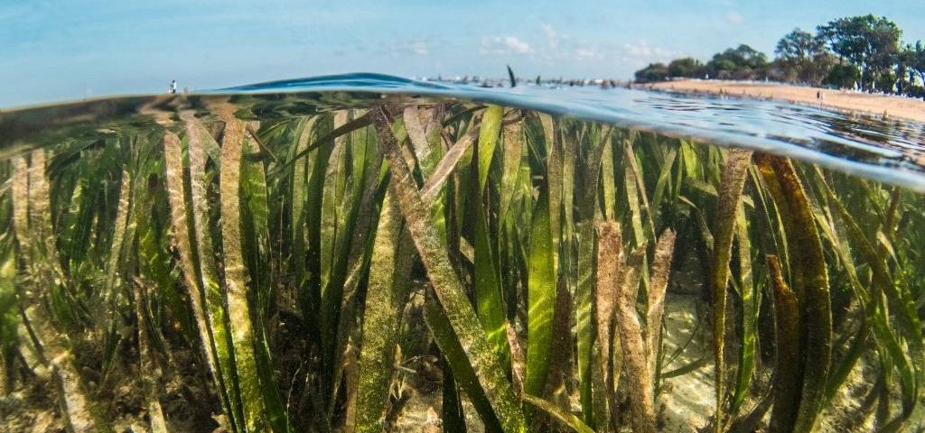 Pousses d'algues en bordure de plages.
