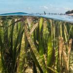 Pousses d'algues en bordure de plages.