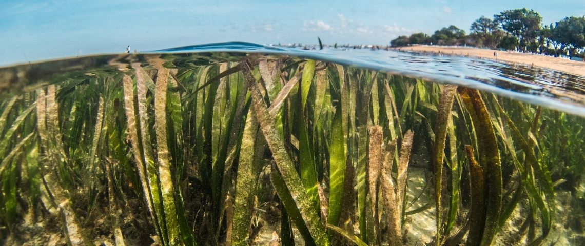 Une association Zanzibari redonne vie aux algues et à l'emploi. Pousses d'algues en bordure de plages.