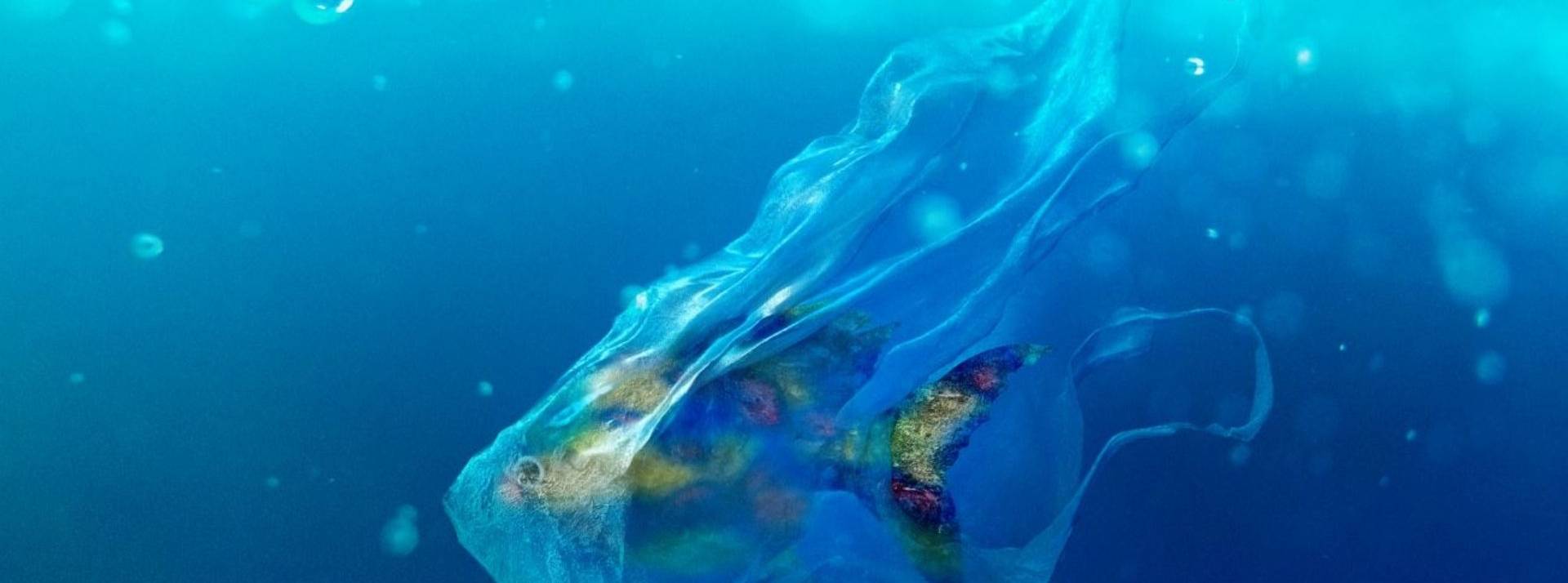E.leclerc : bouteilles d’eau marque repère : suppression du sur-emballage plastique et bientôt un bouchon solidaire dévissable Possion pris au piège d'un sac plastique