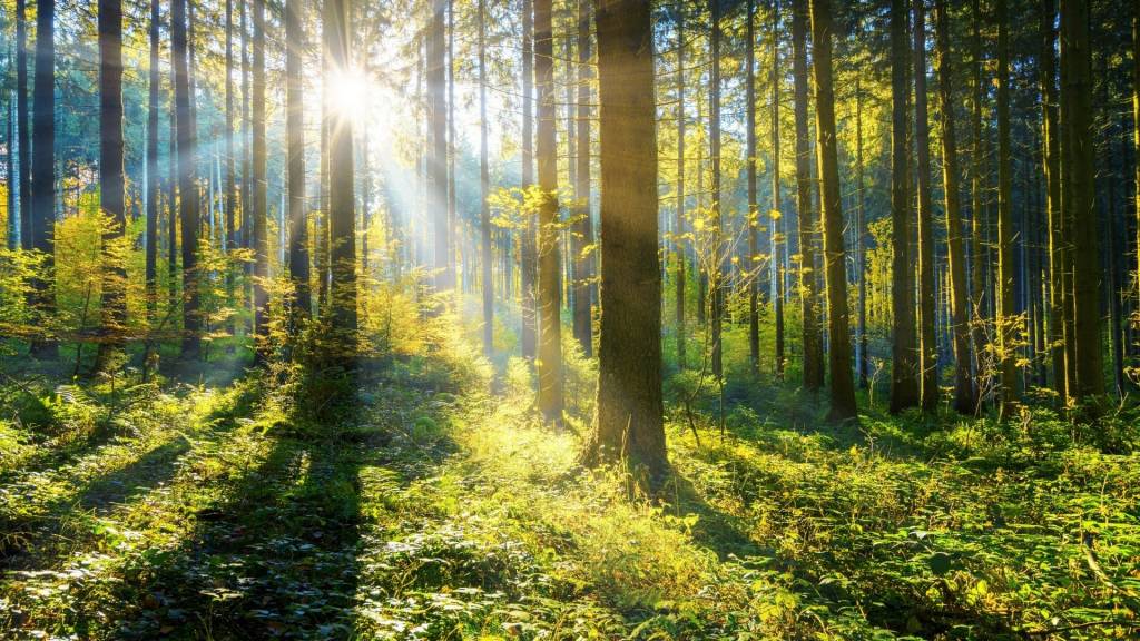 Forêt