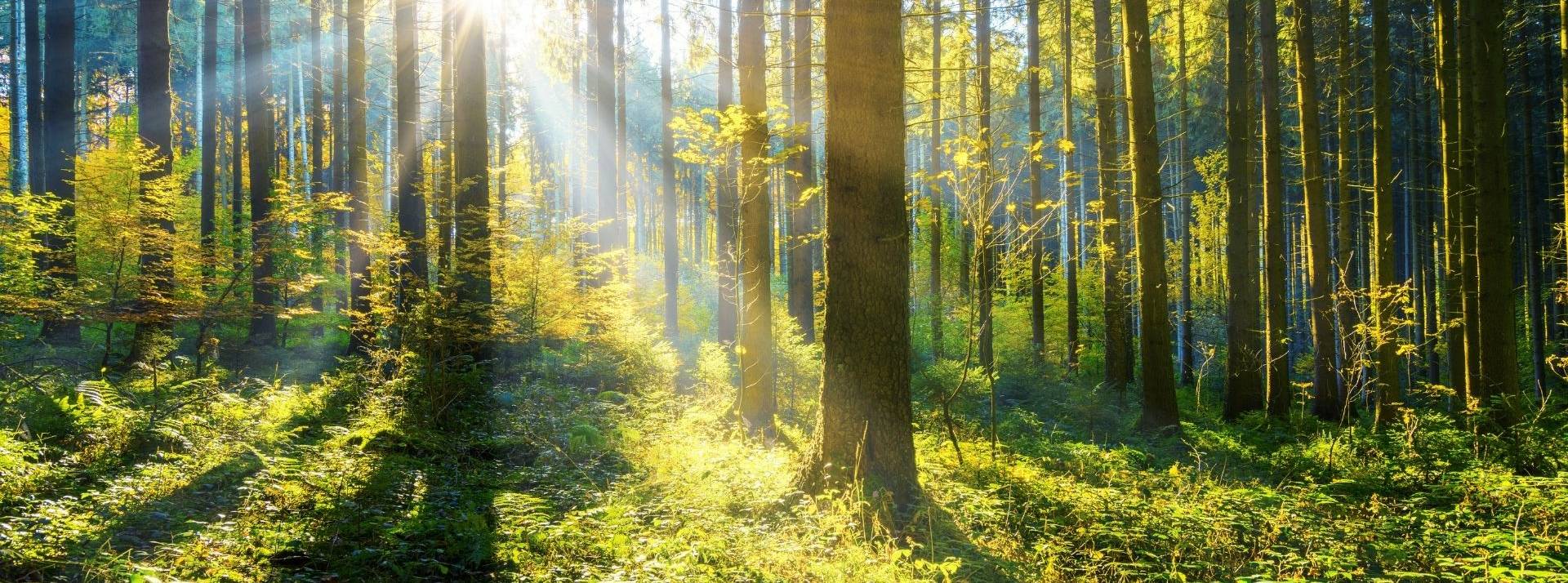 Orange et Alliance Forêts Bois ont signé un contrat portant sur le financement de puits carbone naturels en France. Forêt