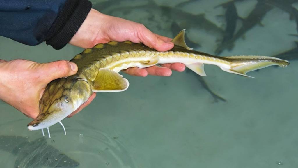 Esturgeon de sakhaline artificiellement cultivé à l’écloserie de poissons.