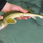 Esturgeon de sakhaline artificiellement cultivé à l’écloserie de poissons.