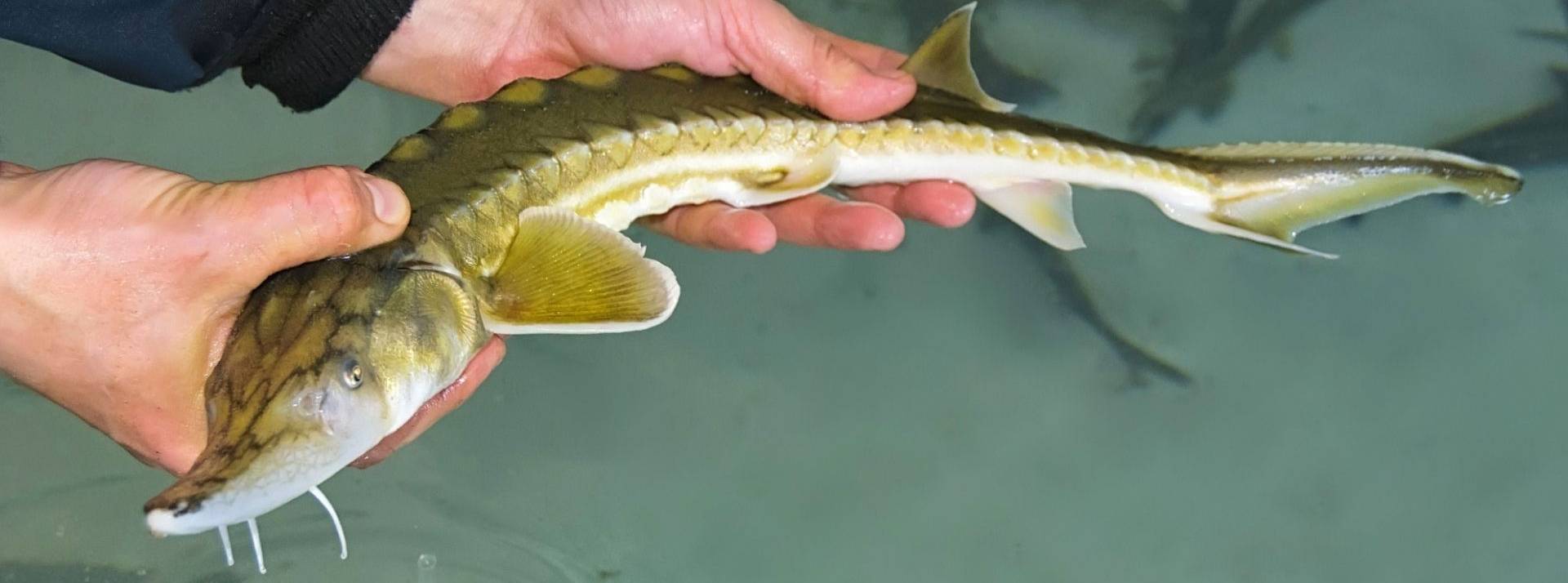 Une start up produit une ligne cosmétique à partir d’extrait de peaux d’esturgeon Esturgeon de sakhaline artificiellement cultivé à l’écloserie de poissons.