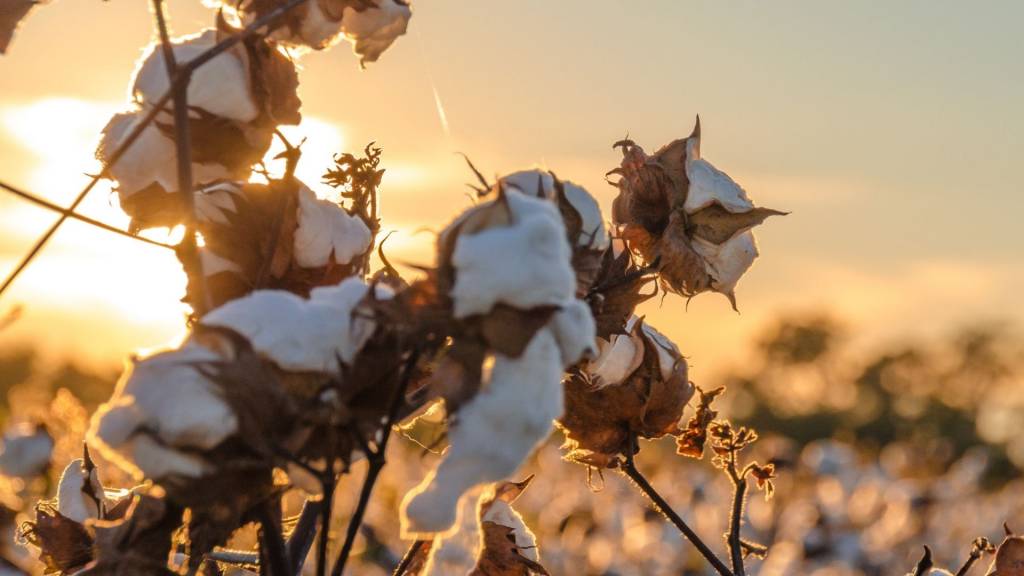 Treillis en coton