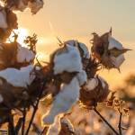 Treillis en coton