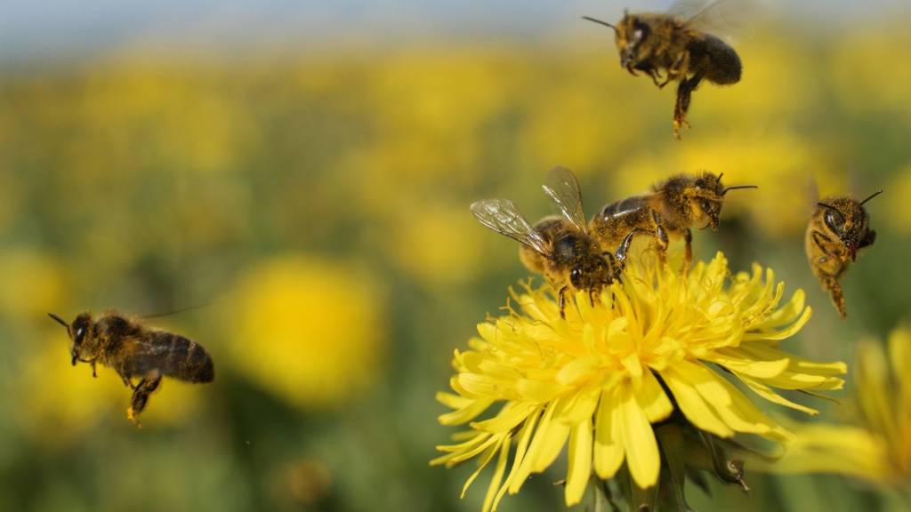 Abeilles une fleur de pissenlit.