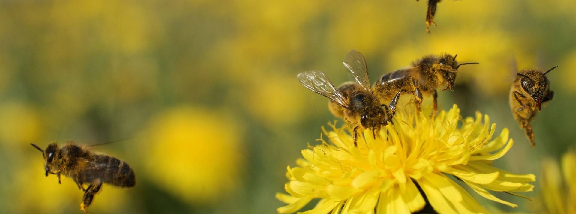 Un entrepreneur allemand restaure des machines à gommes pour protéger les abeilles d’extinction. Abeilles une fleur de pissenlit.