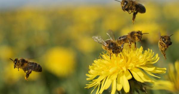 Un entrepreneur allemand restaure des machines à gommes pour protéger les abeilles