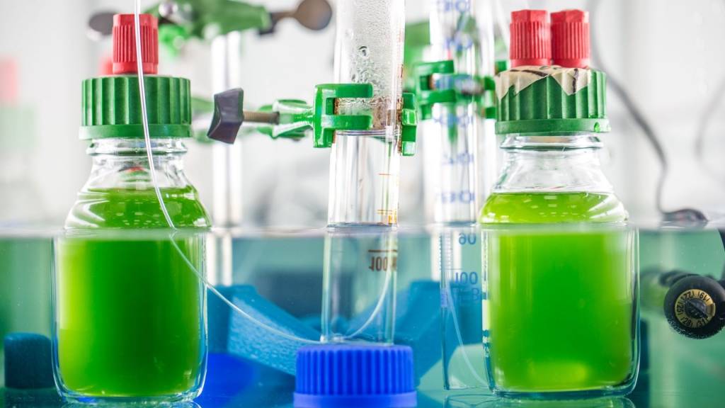Expérience scientifique en laboratoire avec des algues vertes