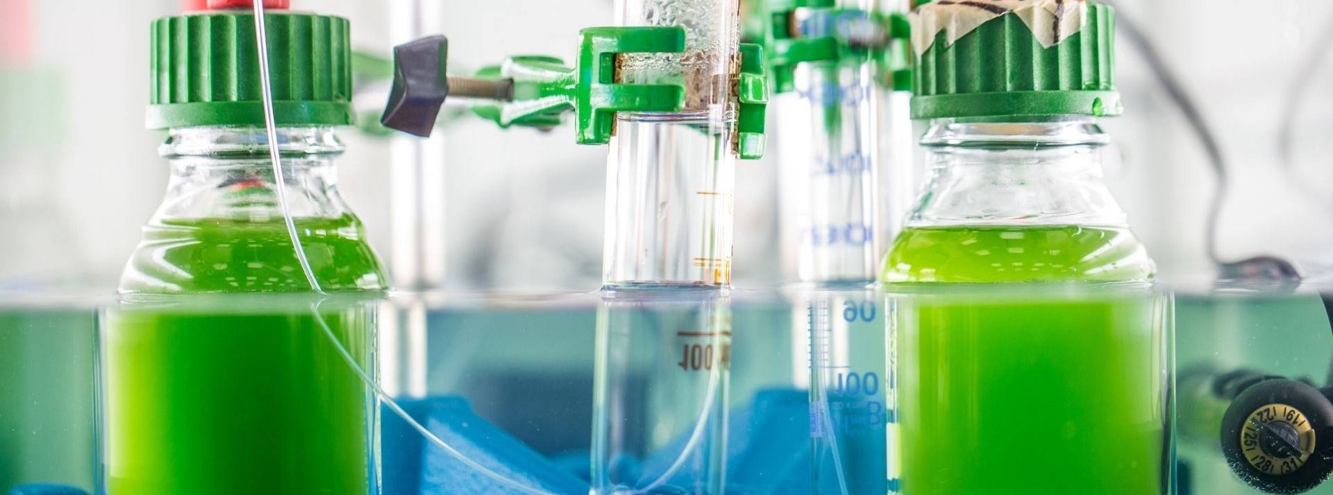 Un projet européen produit de l’algocarburant avec de l’eau d’égouts Expérience scientifique en laboratoire avec des algues vertes