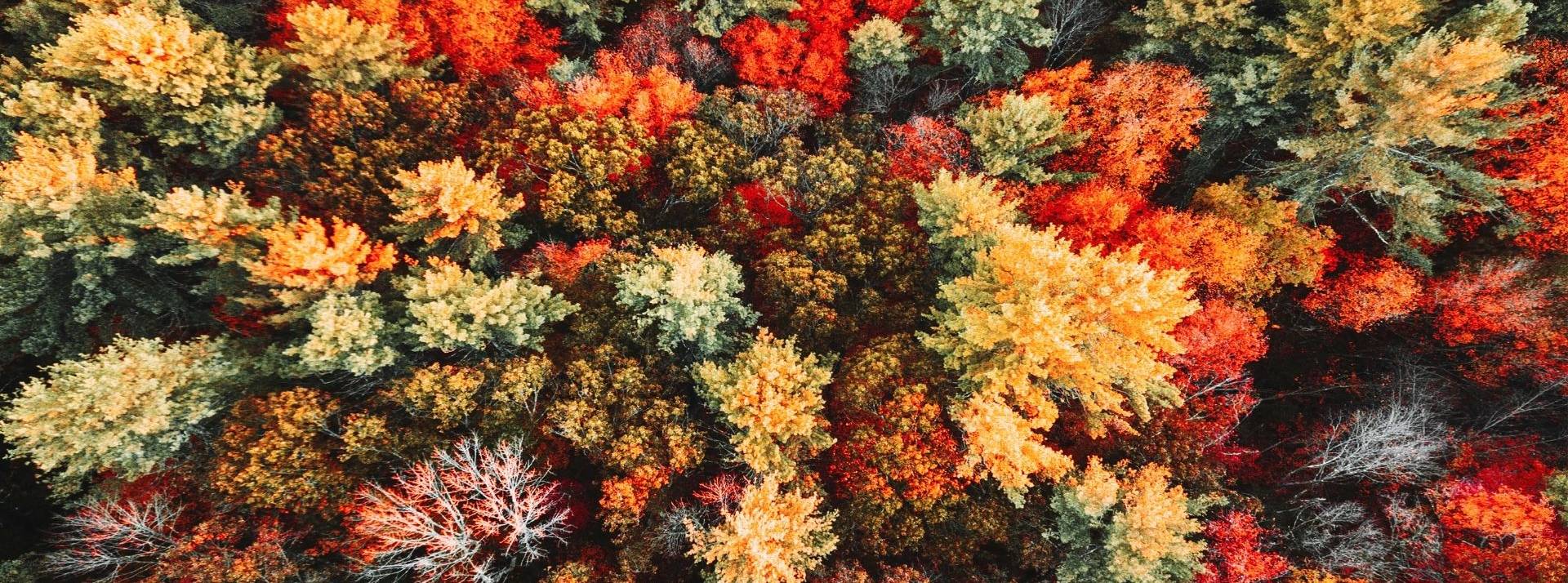 72% des ONGs et fondations estiment que les financements au service des projets climats ne sont pas adaptés et 67% souhaitent que des alternatives à la finance carbone volontaire soit créées. Forêt vu du dessus en automne