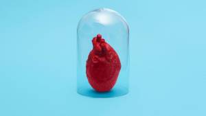 Coeur humain sous une cloche transparente
