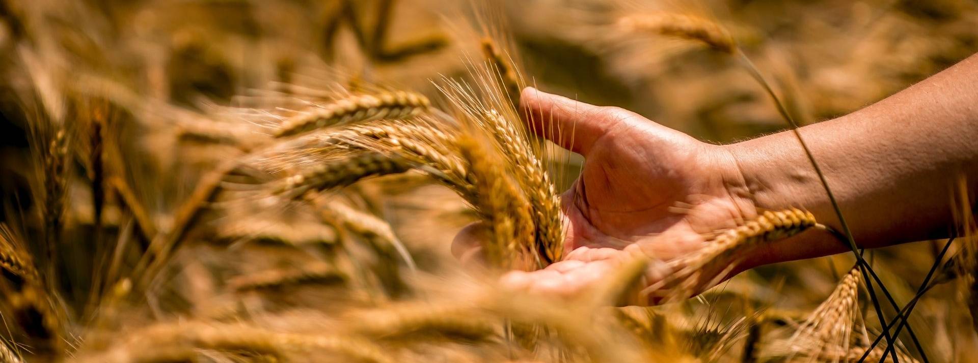 Nestlé Céréales France ambitionne de s’approvisionner d’ici 2025 à 100% en France pour son blé complet bio. Blé