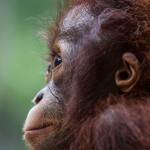 Orang Outan