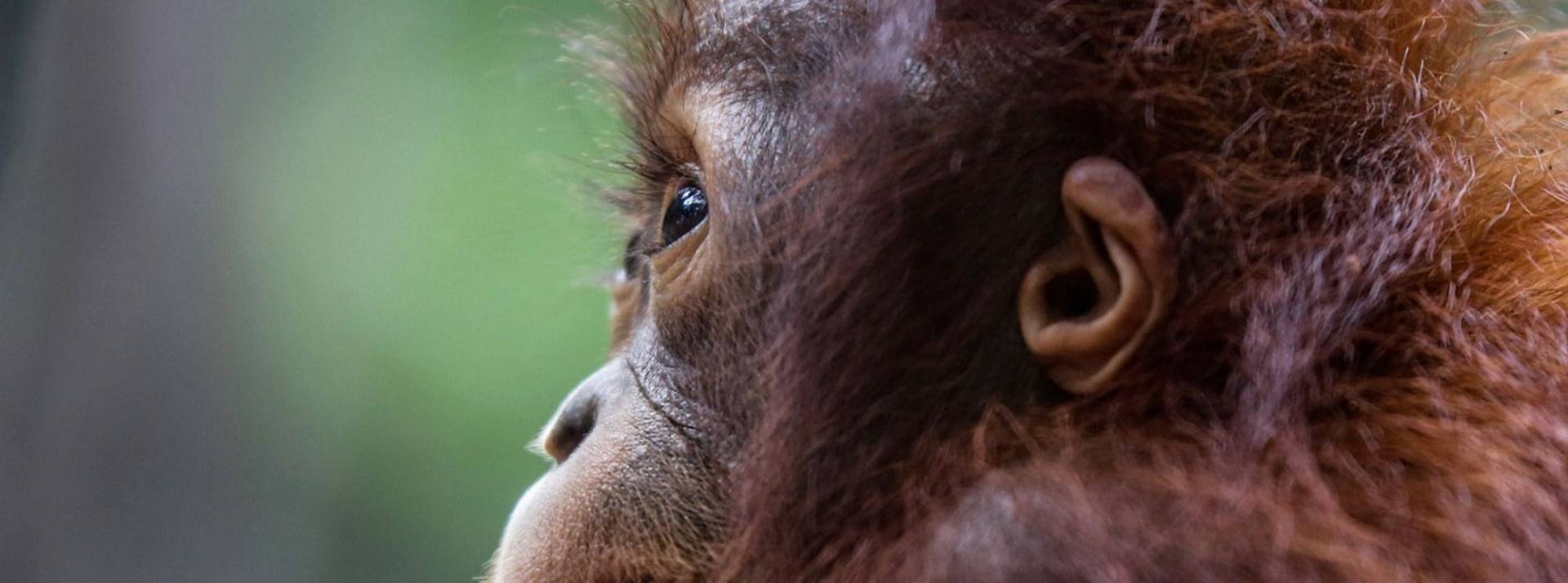 Papa Outang est une préparation pour pâte à tartiner bio, au goût de noisettes et de cacao. Elle se prépare en 2 minutes top chrono Orang Outan