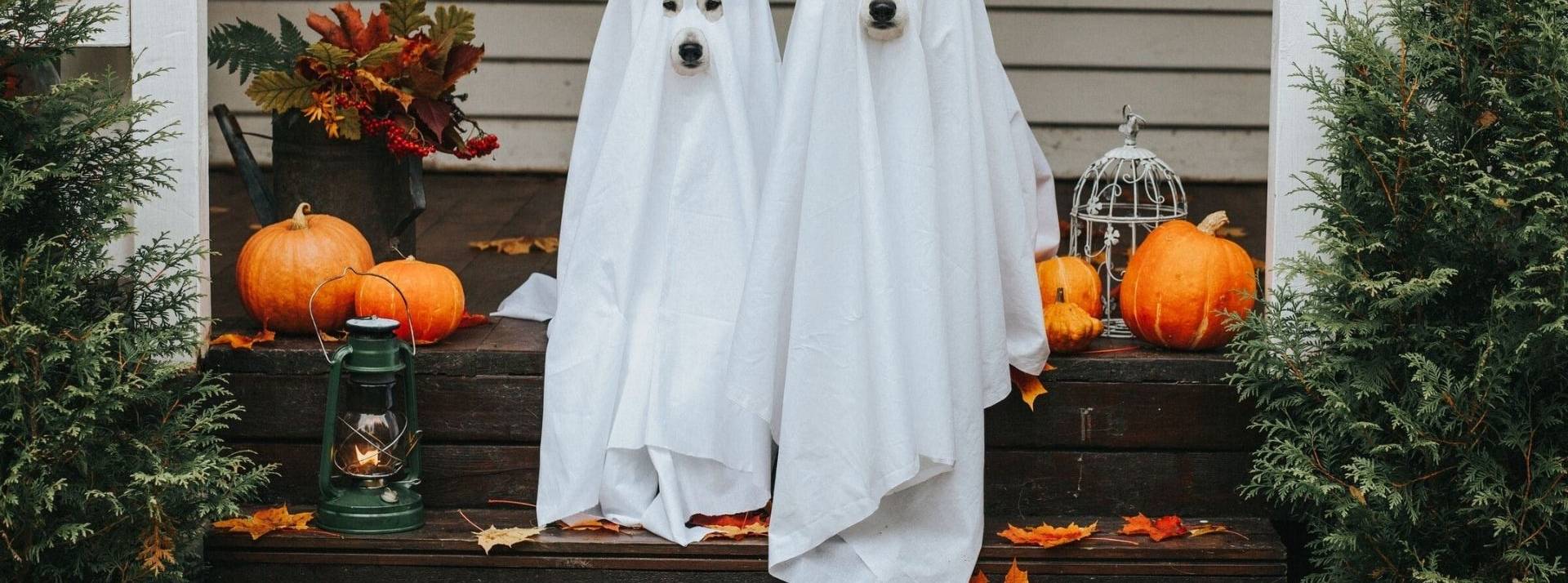 Interview de Visha Naul, Director of Business Marketing, EMEA de Pinterest sur les ambitions de la plateforme en matière de shopping Chiens déguisés en fantome dans une ambiance halloween