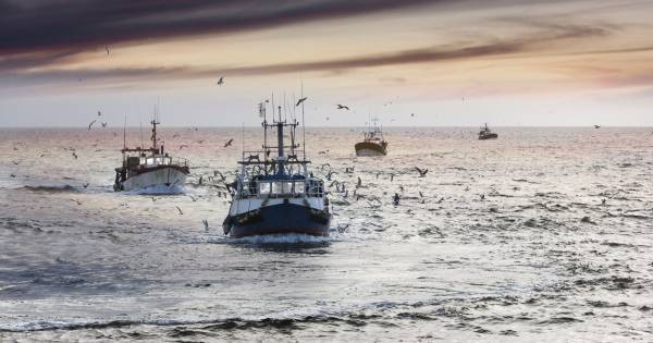 Ifremer lutte contre la surpêche avec un chalut intelligent