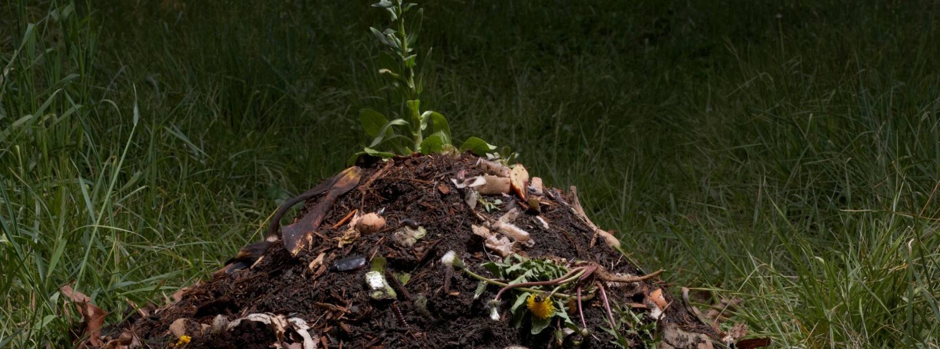 Compost'On allie action citoyenne et compostage pour revaloriser des déchets végétaux. Une plante qui pousse sur du compost