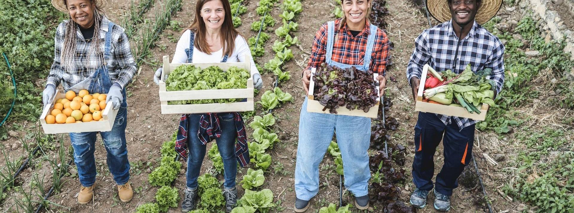 Isoria marketplace écolocale, sociale et solidaire permet aux consommateurs de trouver facilement des produits respectueux de l’humain et de l’environnement près de chez lui. Producteurs de légumes