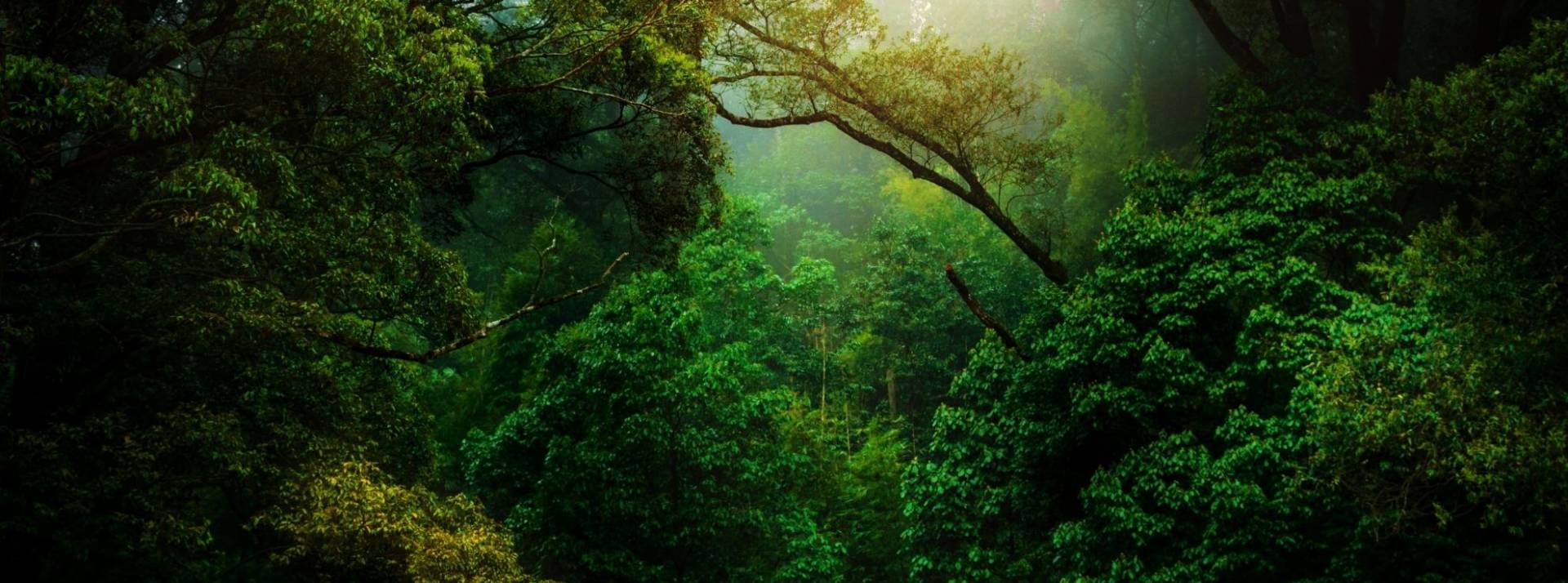 Ivalua, leader international sur le marché des solutions de gestion des dépenses dans le cloud, annonce avoir rejoint le Pacte mondial des Nations Unies Forêt