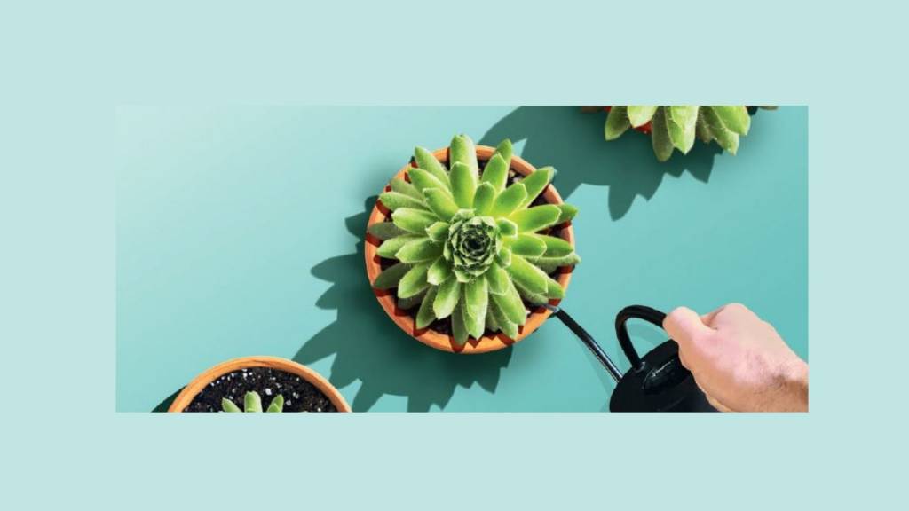 Investir souhaite offrir une proposition éditoriale plus diversifiée et pédagogique Cactus
