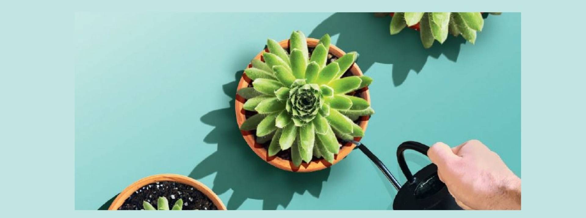 Investir souhaite offrir une proposition éditoriale plus diversifiée et pédagogique Cactus