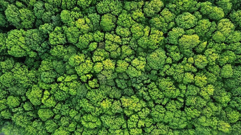 Forêt