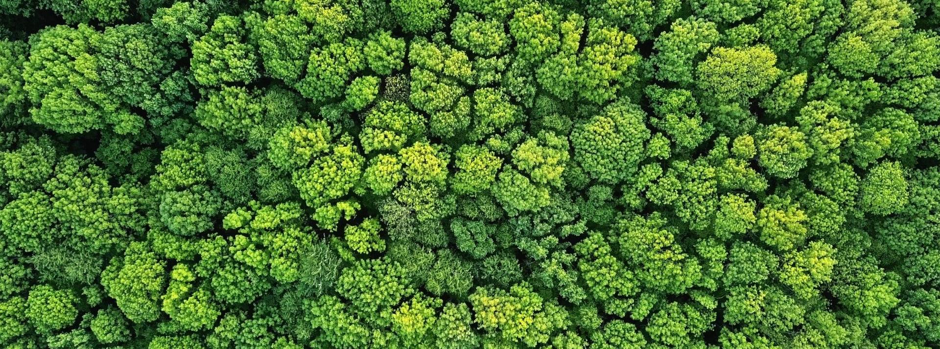 Transition énergétique : avec Greenly, LCL propose un service bilan carbone à ses clients Professionnels Forêt