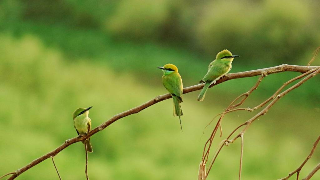 Oiseaux sur une branche